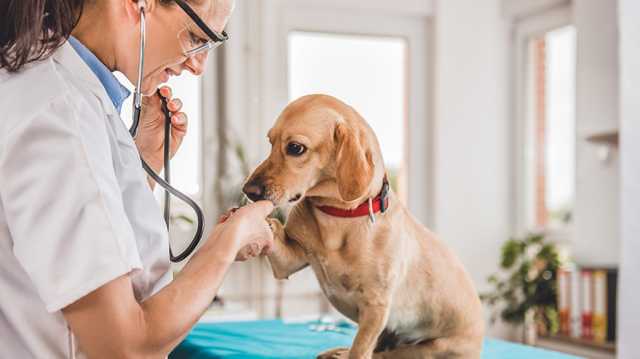 Alberta Veterinary Medical Association members can save with TD