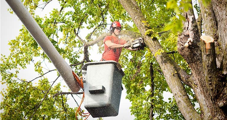 What To Do If A Tree Damages Your Property