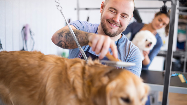 Pet care provider new arrivals